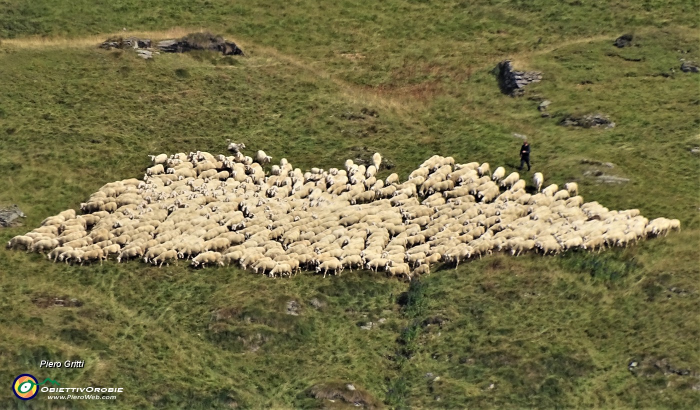 38 In men che no si dica il cuore cambia forma restringendosi le pecore le une accostate alle altre.JPG